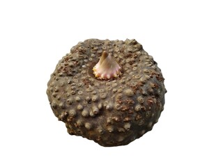 porang plant seed tubers on white background