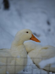 goose in the snow