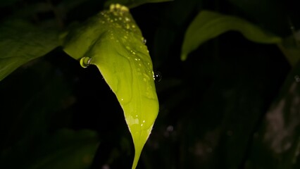 Fresh green leaf with water drop, relaxation nature concept. Photo Shot in a tropical rainforest.