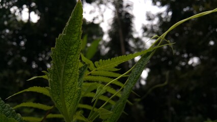 Very beautiful textured plant leaves background. The photo is shot on the mountain.