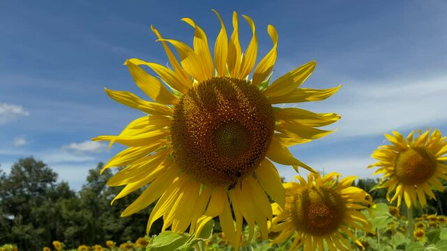 sunflower of blue sky and have the bee sucking nectar, Sunflowers are always blooming in the farm and the Sunflowers need sunlight,