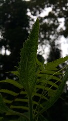 Very beautiful textured plant leaves background. The photo is shot in a tropical rainforest.