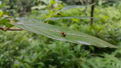 Dendrobium Beetle perched on a leaf. Photo shot in a tropical rainforest. ORCHID BEETLES, DENDROBIUM BEETLE, STETHOPACHYS FORMOSA.