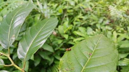 Dendrobium Beetle perched on a leaf. Photo shot in a tropical rainforest. ORCHID BEETLES, DENDROBIUM BEETLE, STETHOPACHYS FORMOSA.