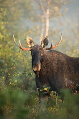 Łoś (Alces alces) moose © Bartosz Rakoczy