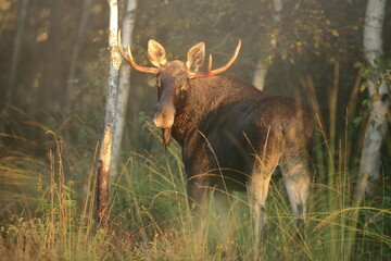 Łoś (Alces alces) moose © Bartosz Rakoczy