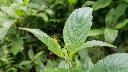 Photo of a yellow spider perched on a leaf. Photo taken on the mountain.  View of Lynx spider (oxyopidae) on green leaf. Striped lynx spider, Telamonia dimidiata, peucetia viridans, araneomorph.