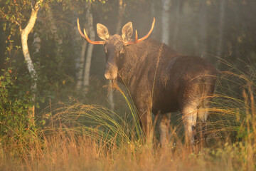 Łoś (Alces alces) moose © Bartosz Rakoczy