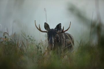 Łoś (Alces alces) moose © Bartosz Rakoczy