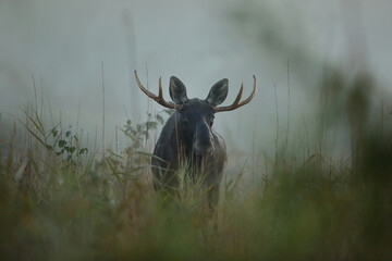 Łoś (Alces alces) moose © Bartosz Rakoczy