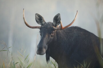 Łoś (Alces alces) moose © Bartosz Rakoczy