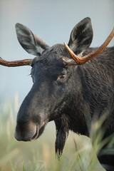 Łoś (Alces alces) moose © Bartosz Rakoczy