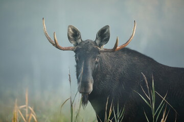 Łoś (Alces alces) moose © Bartosz Rakoczy