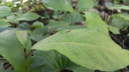 Photo of micropezidae (micropeziday), stilt-legged flies perching on leaves. Photo shot in a tropical rainforest.