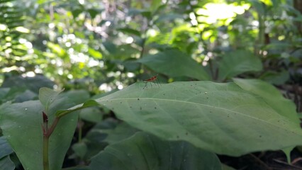 Photo of micropezidae (micropeziday), stilt-legged flies perching on leaves. Photo shot on the mountain.