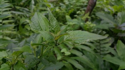Acrida cinerea, sometimes called the Oriental longheaded grasshopper/locust. Photo of a young...