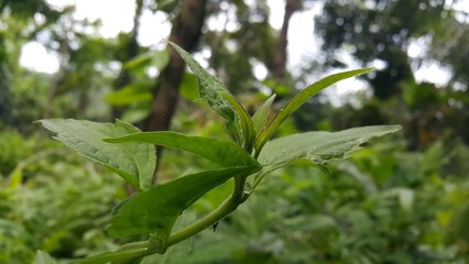 Obraz premium Photo of a view of fresh green plant leaves. Natural theme background. Photo of a young Oriental longheaded grasshopper/locust. Shot on the mountain.