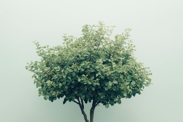 Fototapeta premium Stunning Solitary Light Green Tree Against Grey Backdrop