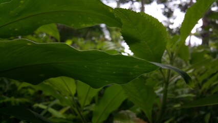 Orchid leaf background. Photo shot in the jungle.