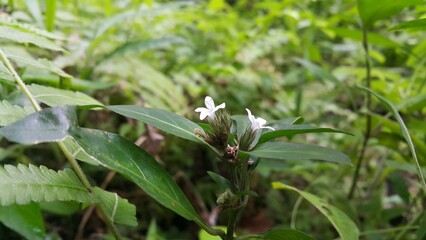 White flowers (Phaulopsis imbricata). Photo taken on the mountain.

Justicia micrantha, Phaulopsis imbricata, ACANTHACEAE, willow leaf scale flower, Lepidagathis incurva.