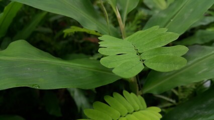 Textured plant leaves (Abrus cantoniensis) background. Photo shot in the jungle.

phyllanthus urinaria plant, Leucaena hoja, Guangdong abrus (Abrus cantoniensis).
