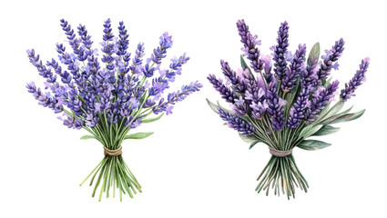 bunch of lavender © Natallia