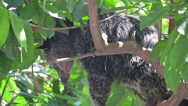 A Malayan binturong resting on a tree