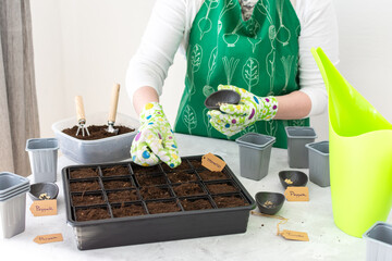 A woman gardener plants tomato and pepper seedlings in plastic forms