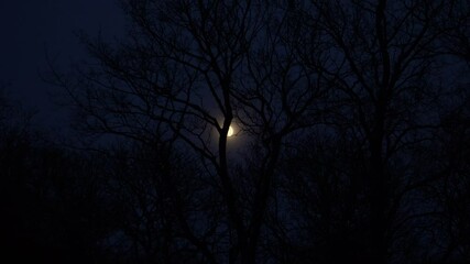 A mesmerizing nighttime scene featuring a full moon shining brightly through the bare branches of trees, casting an ethereal glow on the dark forest landscape. The scenery evokes a magic night sense. - Powered by Adobe