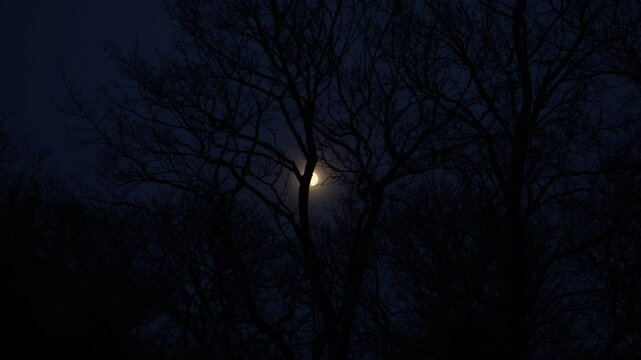 A mesmerizing nighttime scene featuring a full moon shining brightly through the bare branches of trees, casting an ethereal glow on the dark forest landscape. The scenery evokes a magic night sense.