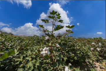 In the background of Izmir-Menemen plain, a cloudy sky and a cotton field