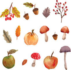 apple, pumpkin, mushroom, apple, leaf, berry, and pine nut watercolor design  