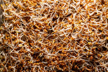 photo de graines germées de luzerne, stade 5 jours, photo pour usage culinaire, diététique