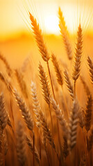 Golden wheat field at sunset. The warm light illuminates the ripe stalks, creating a serene and peaceful atmosphere.