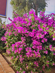 Bougainvillea flower in urban landscape