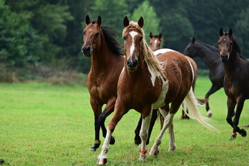 Fototapeta premium Geschecktes Pferd mit lockigem Haar auf der Wiese