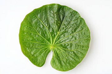 Obraz premium Betel Leaf Isolated on White Background. Green, Natural Herb for Food Studio Shot