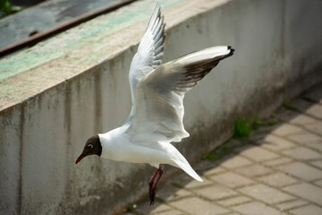 The black-headed gull (Chroicocephalus ridibundus)