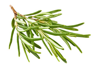Fresh Rosemary Herb bunch. Gardening farming fragrant herb rosemary spice, isolated. PNG.