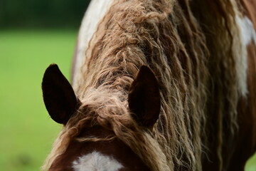 Geschecktes Pferd mit lockigem Haar auf der Wiese