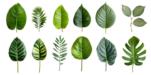 Assortment of Green Leaves with Various Shapes and Patterns, cutout, isolated on white background