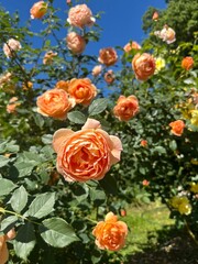 bouquet of roses
