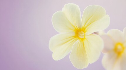 Fototapeta premium A delicate yellow primrose against a soft lavender background, close-up shot, Minimalist style