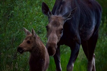 A mother moose nudges her calf along as they forage for food