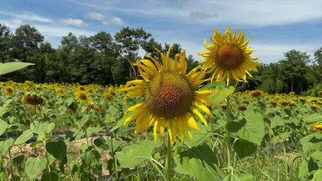 sunflower field with sky and Sunflowers need sunlight in day time.