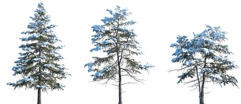 Set of Cedrus deodara (the deodar cedar, Himalayan cedar, or deodar) winter frontal set street trees isolated png in sunny daylight on a transparent background perfectly cutout