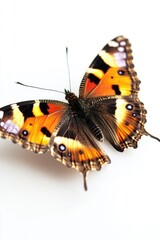 A single butterfly sits on a table, appearing calm and peaceful