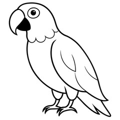 parrot on white background