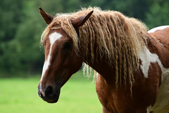 Geschecktes Pferd mit lockigem Haar auf der Wiese