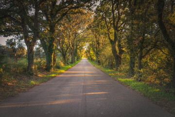 Bolgherese road in autumn, straight tree-lined road at sunset. Bolgheri, Tuscany, Italy